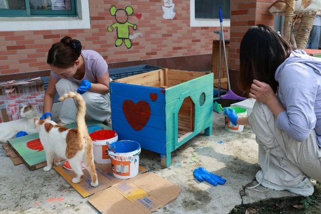 Voluntarios pintan una caseta para gatos.jpg