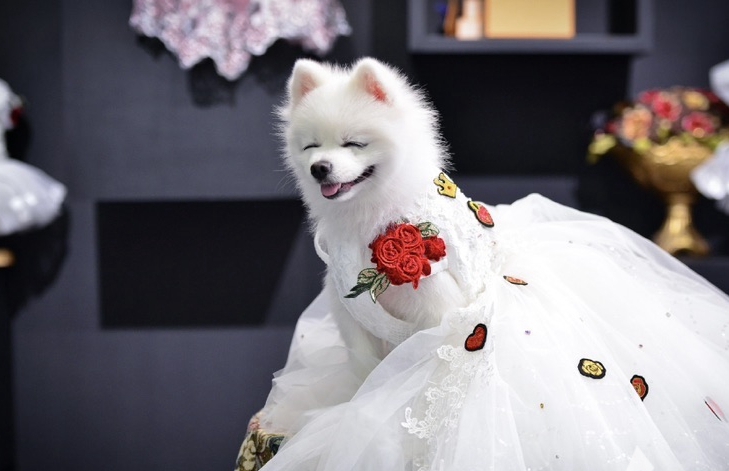 Todo son sonrisas en la inauguración de la Feria de Mascotas de Asia 2024 en Shanghai