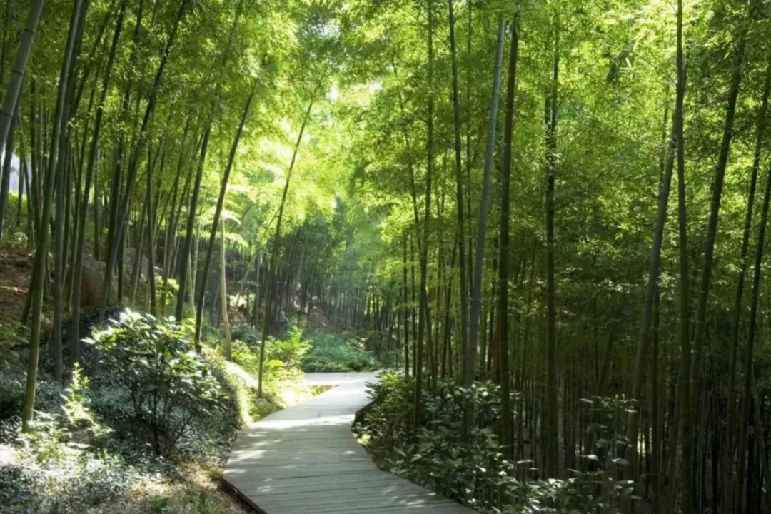 Parque Forestal Nacional de Sheshan (Este)_副本.jpg