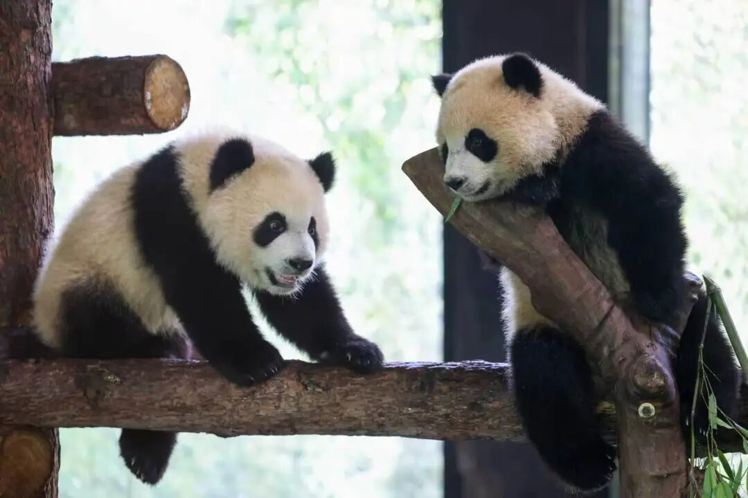 Pandas gigantes en el Parque de Animales Salvajes de Shanghai..jpg