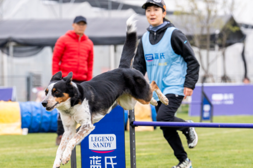 La competencia que une a perros y adiestradores
