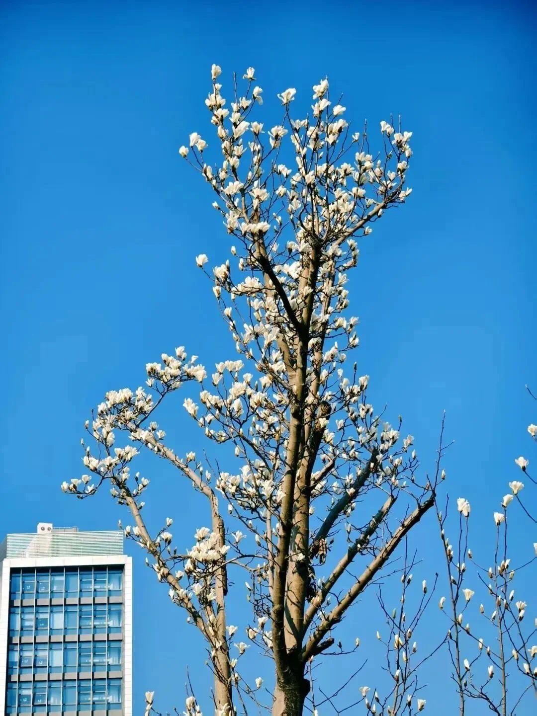 Un magnolio blanco en el Jardín Botánico de Shanghai.jpg