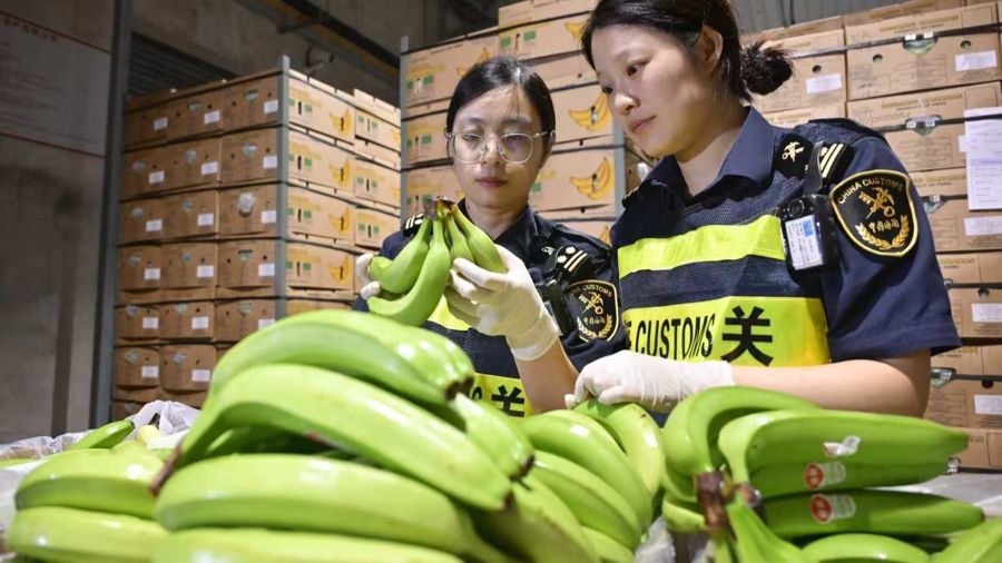 El personal aduanero de la aduana de Yangshan, Shanghai, inspecciona bananas frescas importadas del Perú..jpg